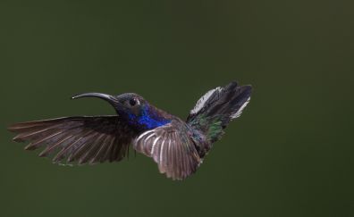 Purple and blue hummingbird