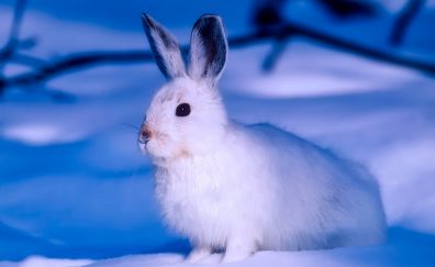 Arctic animal, Rabbit, white animal