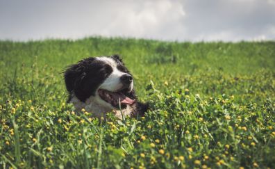 Border Collie, meadow, play
