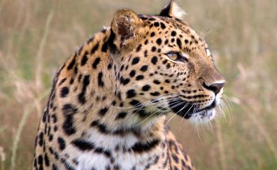 Wild big cat Leopard animal