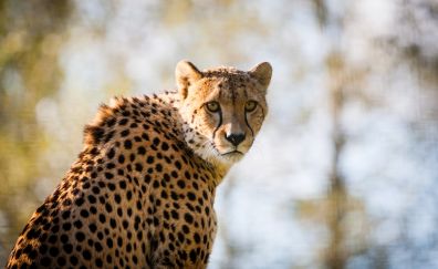 Cheetah predator big cat spotted