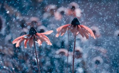Rain, Daisy flowers