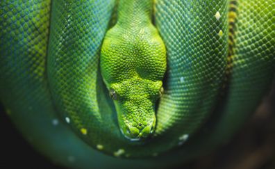 Snake green tree python
