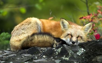 Cute sleeping fox
