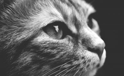 Cat face close up monochrome