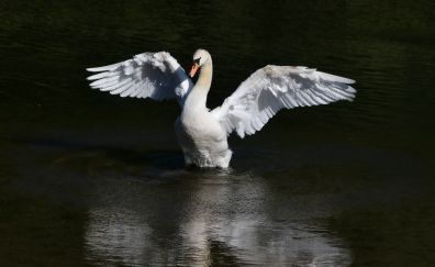 Swan, take off, wings, white bird