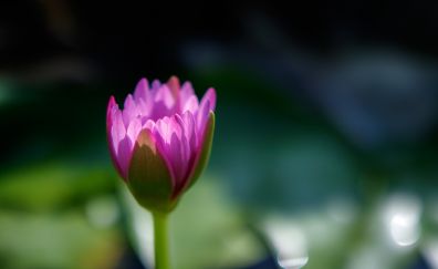 Water lily, pink flower, bud, blur