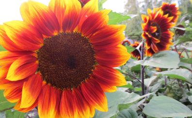 Sunflower flowers farm, close up