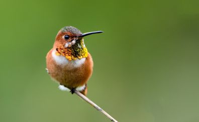 Small hummingbird, bird, sitting, close up