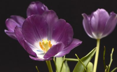 Tulips, tulpenbluete flowers