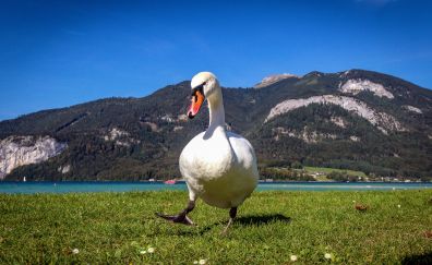 Swan bird, walking, landscape, mountains