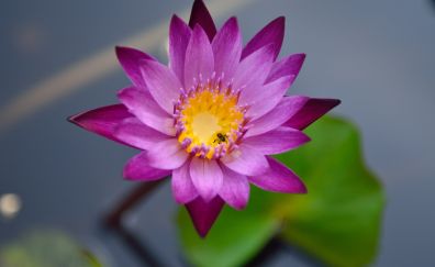 Lotus plant, flowers, pond, close up