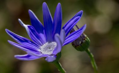Blue flower, close up, spring