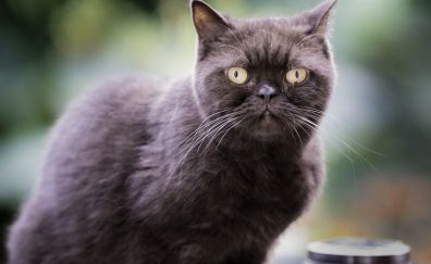 British shorthair cat, pet animal