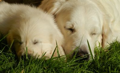 Golden Retriever, dog, puppy, sleep