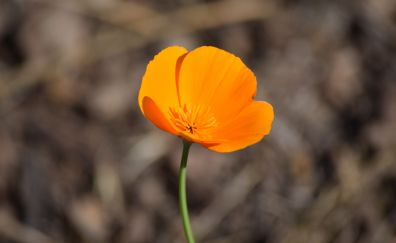 Orange poppy, flower, blur