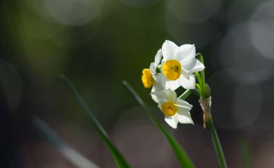 Daffodil, Narcissus, white flowers, bokeh