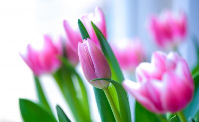 Beautiful, pink tulips, flowers