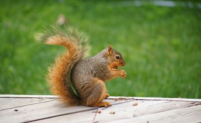 Squirrel, eating, nut