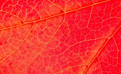 Red leaf, veins, close up