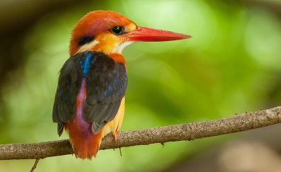 Cute kingfisher bird, tree branch