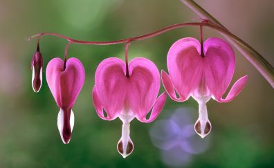 Bleeding heart, Lamprocapnos, pink flowers