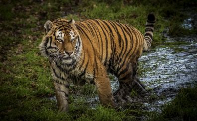 Tiger, animal, predator of jungle