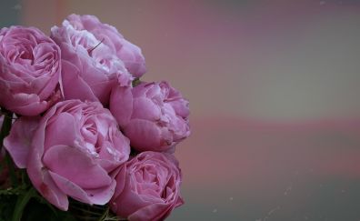 Pink rose, flowers