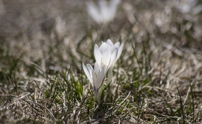 Bokeh, white crocus bloom, grass