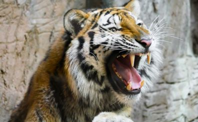 Tiger muzzle, predator animal