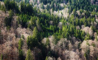 Forest, tree, nature, aerial view