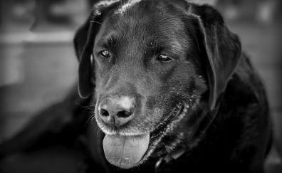 Labrador, dog muzzle, monochrome