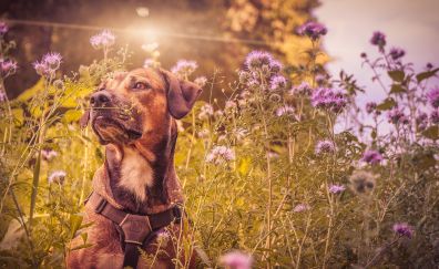 Dog, pet animal, meadow, wild flowers, sunlight