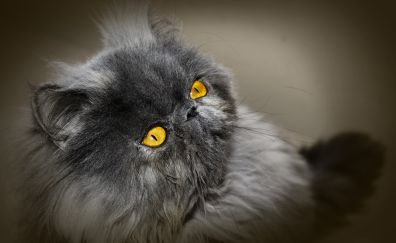 Persian cat, pet animal