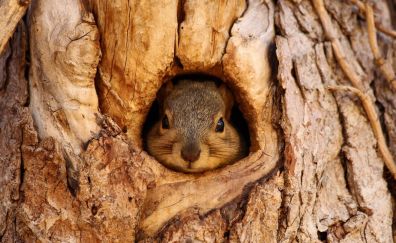 Cute squirrel in tree trunk hole