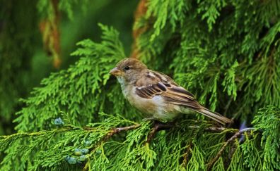 Cute bird, sparrow, tree branches