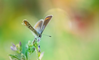 Common blue butterfly, insect, blur