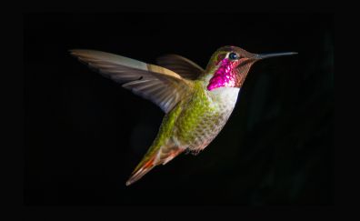 Hummingbird mid flight 