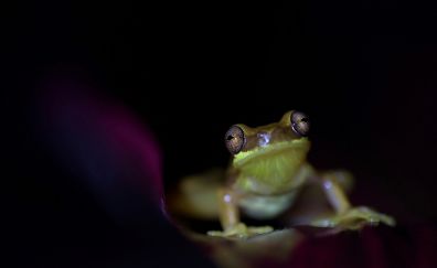 Frog, close up, small animal
