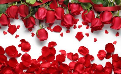 Red rose petals and flowers wallpaper