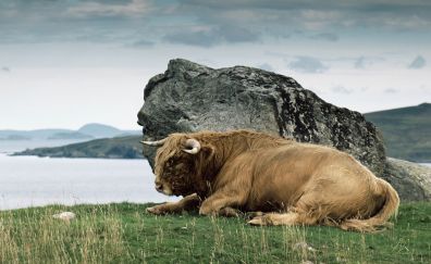 Furry cow, sitting, landscape, rock