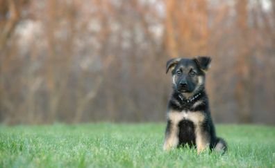 German shepherd dog puppy
