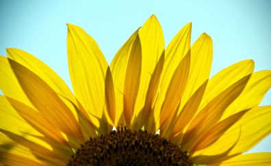 Sunflower, flower petals