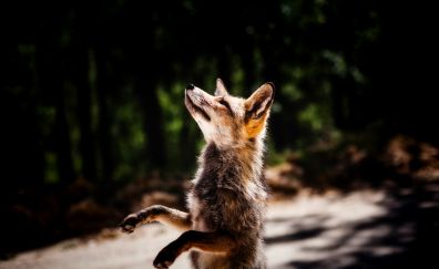 Jump, fox, wildlife, animal