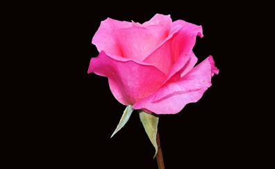 Rose flower, bloom