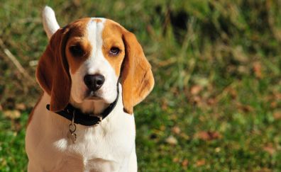 Beagle dog muzzle with collar
