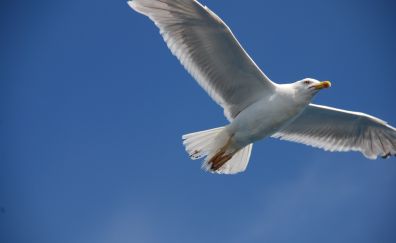 White water bird, gull, fly