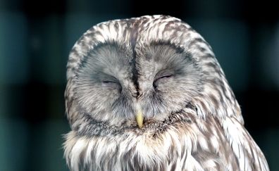 Sleeping owl, bird, predator