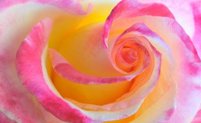 Rose flower petals
