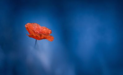 Poppy flower, close up, blur